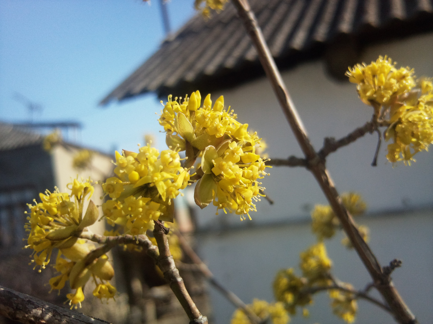 Cornus (genus) - Zo&#287;al a&#287;ac&#305;