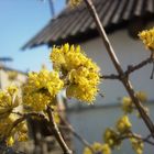 Cornus (genus) - Zo&#287;al a&#287;ac&#305;