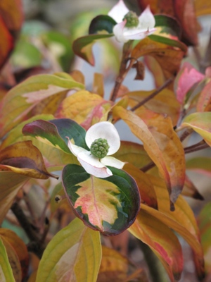 Cornus "Goldstar"