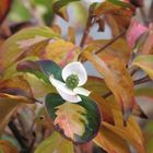 Cornus "Goldstar"