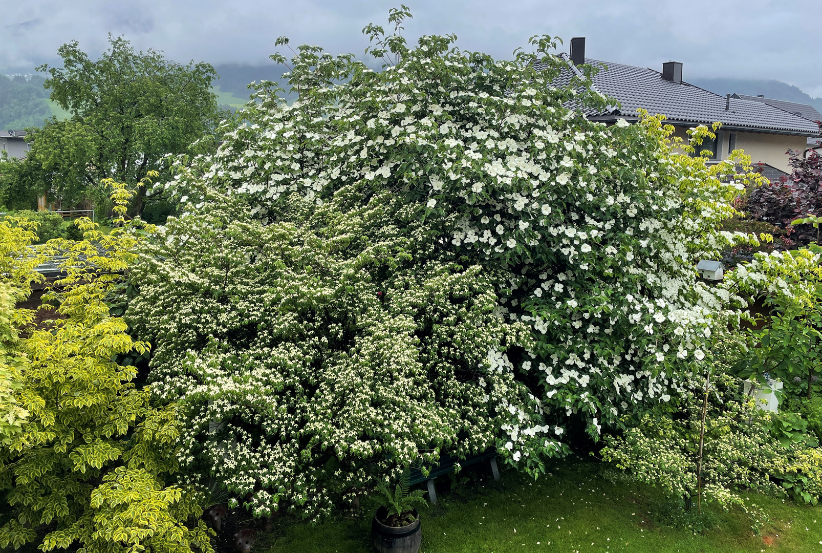 Cornus-Hecke in Vollblüte