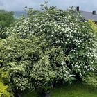 Cornus-Hecke in Vollblüte