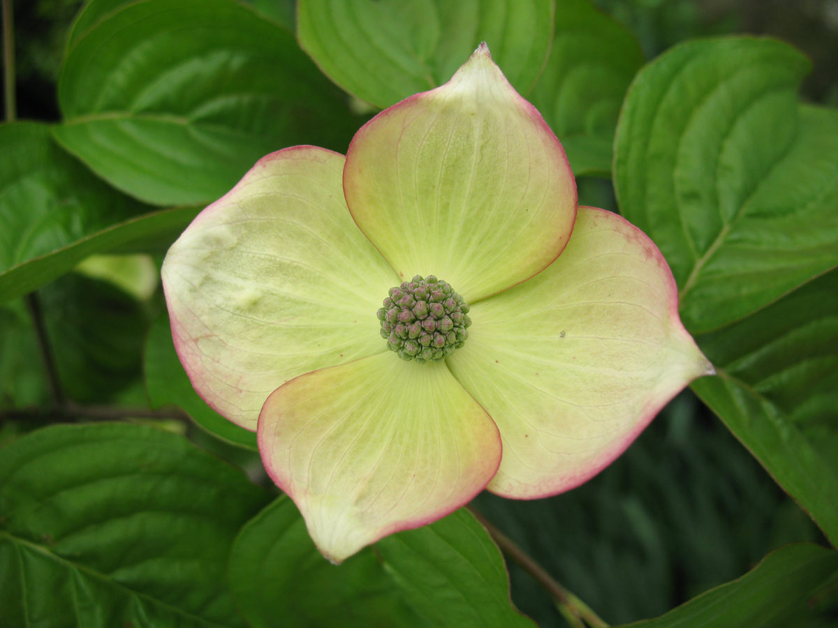 Cornus Hyperion