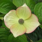 Cornus Hyperion