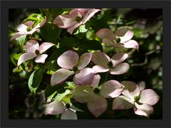 Cornus im Garten