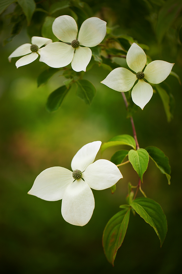 Cornus Kousa