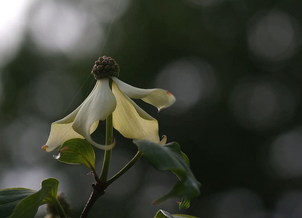 Cornus kousa chinensis