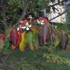 Cornus kousa im Herbstkleid