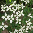 Cornus kousa var. kousa, der Brakteenhartriegel