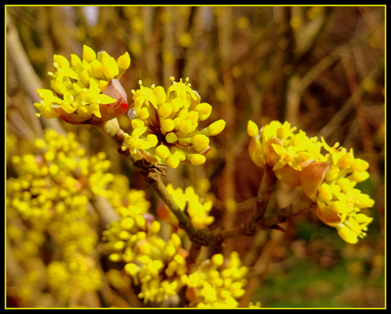 Cornus mas Blüten/Knospen  