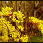 Cornus mas Blüten/Knospen  