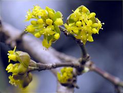 Cornus mas