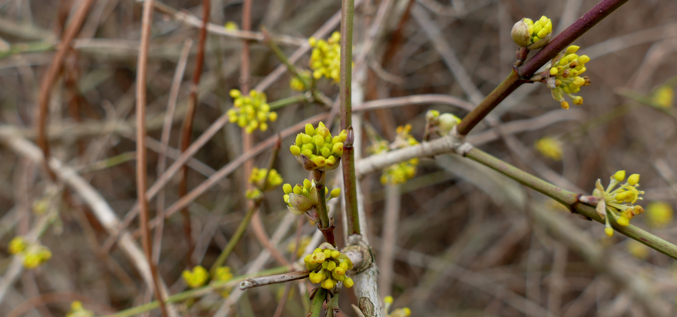 Cornus mas