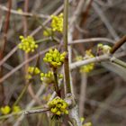 Cornus mas