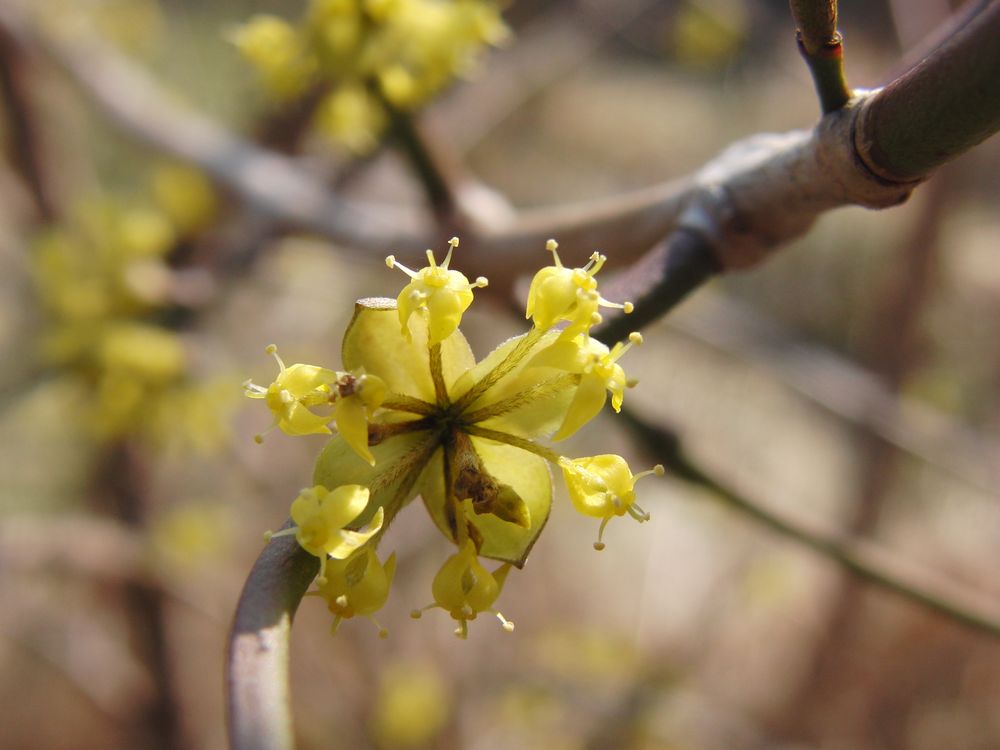 Cornus mas