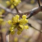 Cornus mas