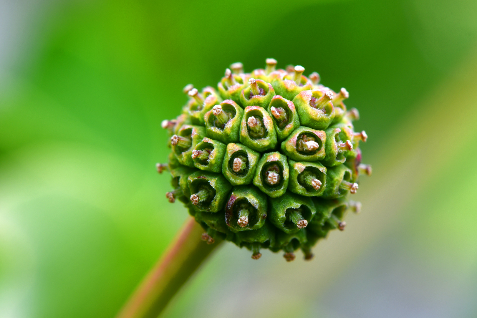 Cornus Milky Way-Fruchtstand