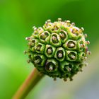 Cornus Milky Way-Fruchtstand