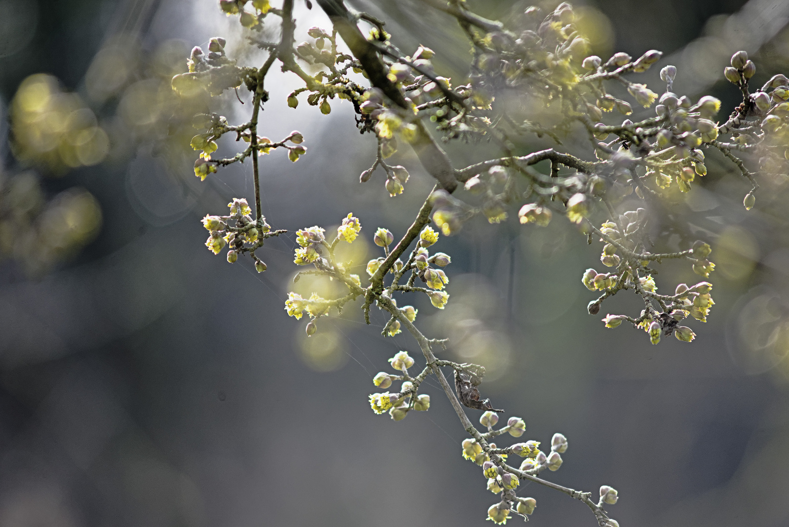 Cornus Ouverture