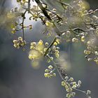 Cornus Ouverture