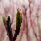 Cornus sanguinea