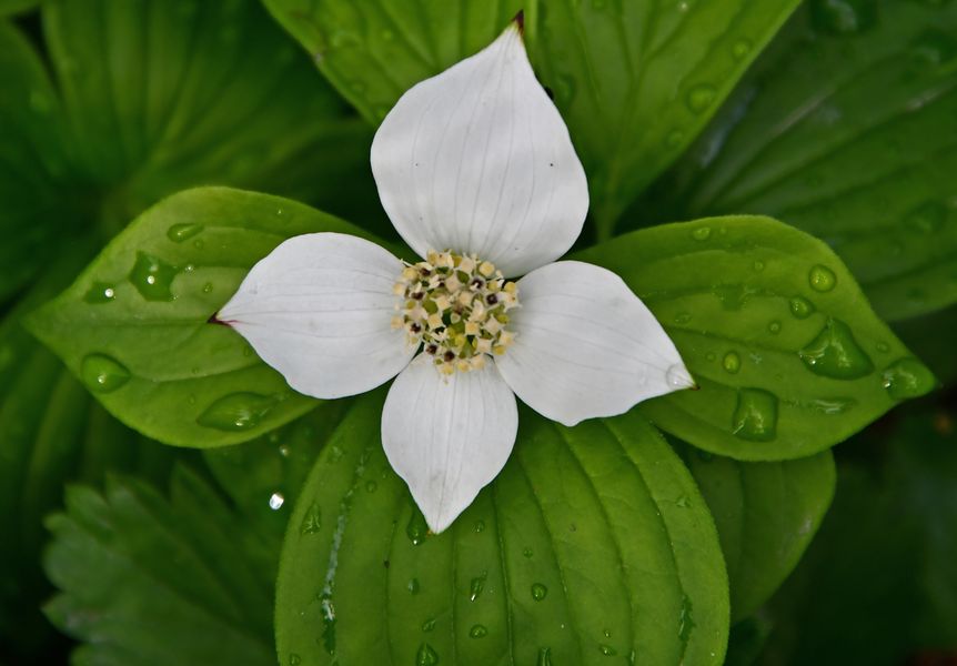 Cornus suecica