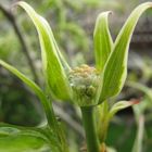 Cornus Teresa