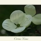 Cornus "Venus"…