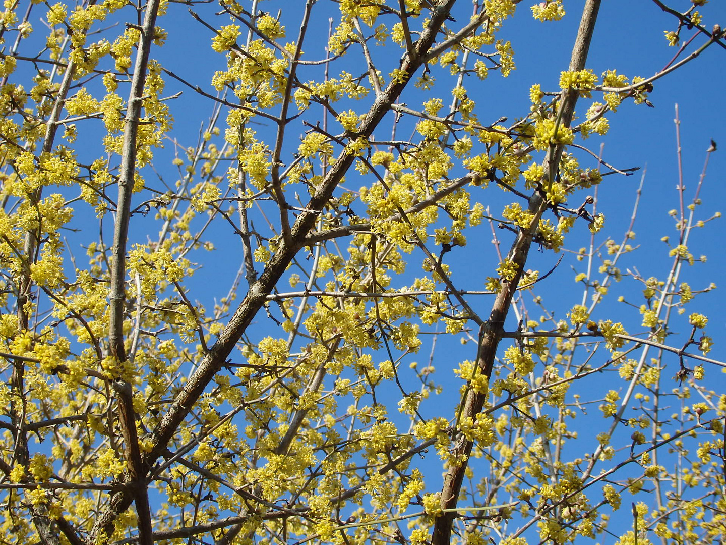 Cornusblüten