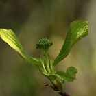 Cornusblütenknospe