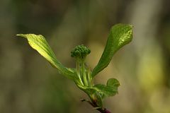 Cornusblütenknospe