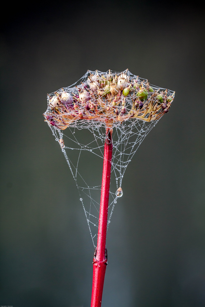 Cornusfrüchte eingepackt