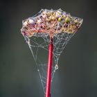 Cornusfrüchte eingepackt