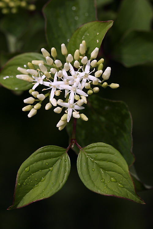 Cornus/Hartriegel: Blüten + Blätter