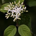 Cornus/Hartriegel: Blüten + Blätter