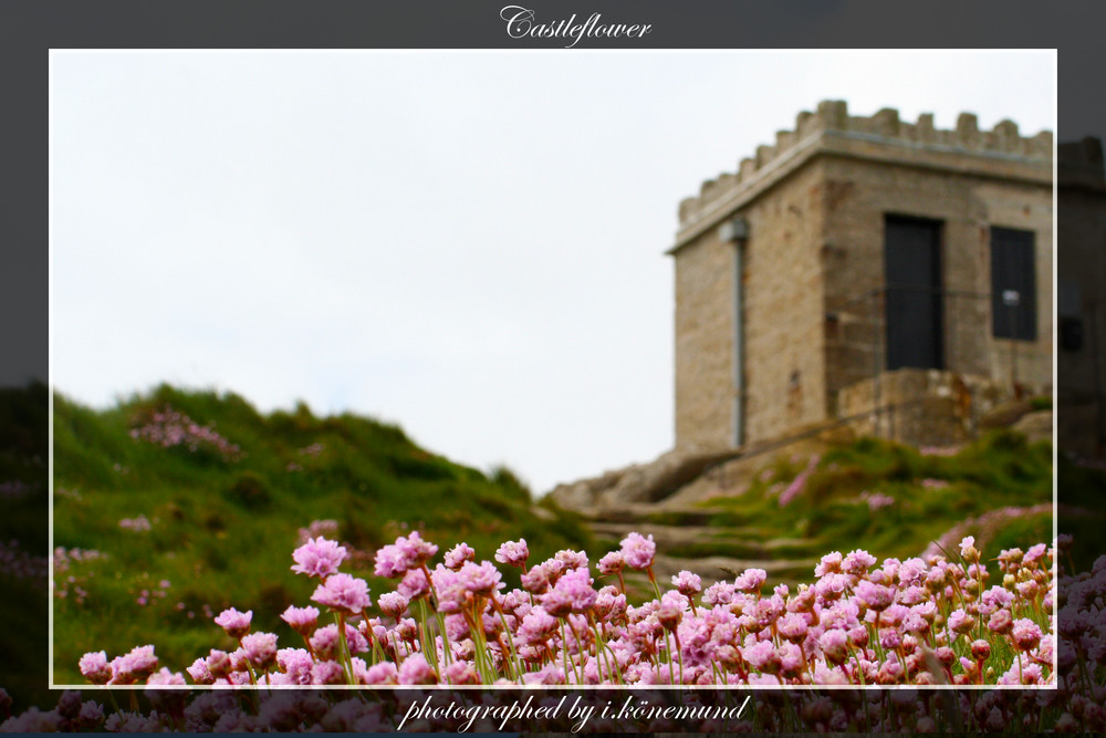 Cornwall - Castle Flower