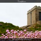 Cornwall - Castle Flower