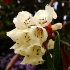 Cornwall, Gardens of Heligan