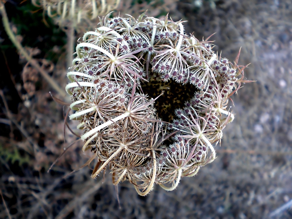 Corolla di fiore in campagna