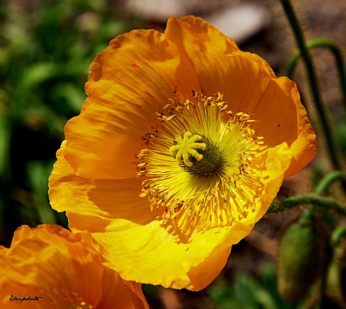 Corolle jaune photo et image fleurs fleurs fleur Corolle jaune photo et image fleurs fleurs fleur