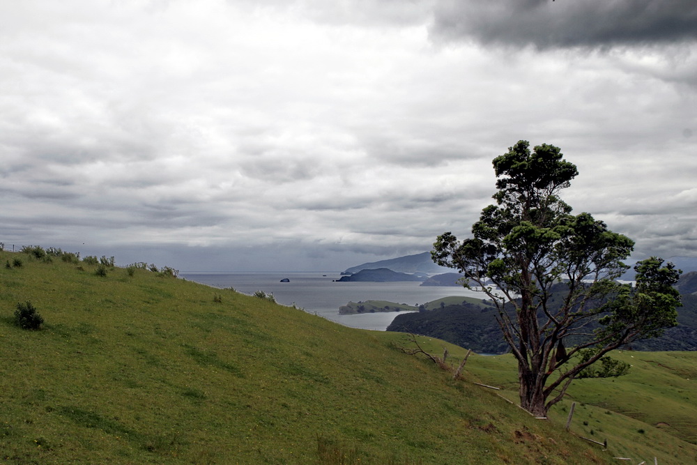 Coromandel