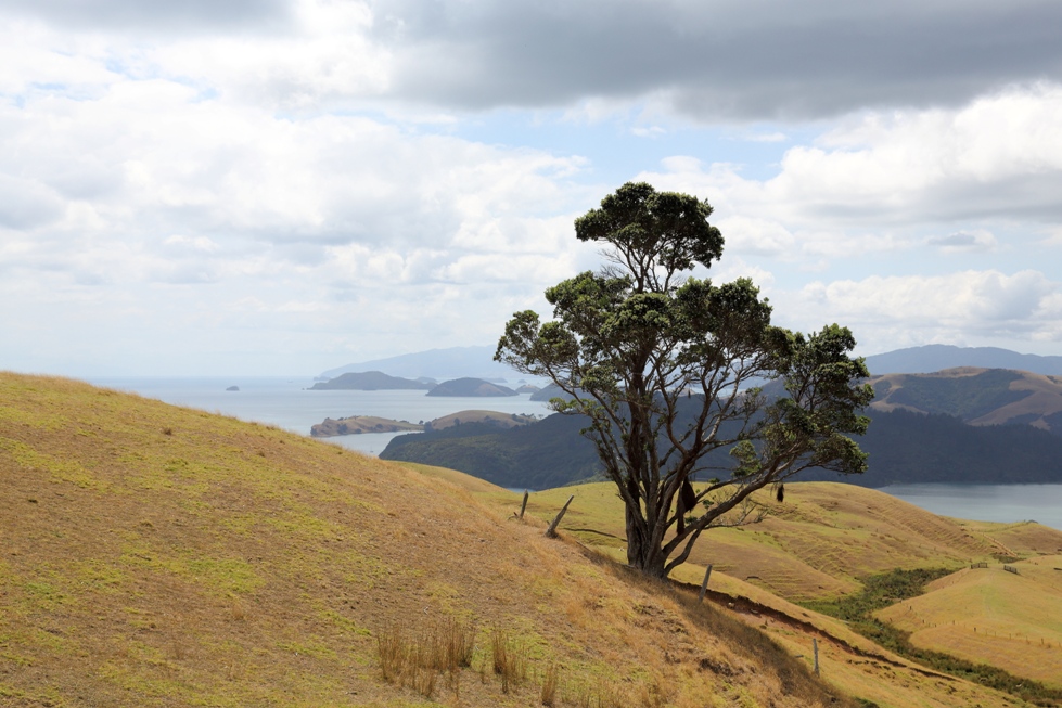 Coromandel