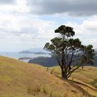 Coromandel