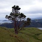 Coromandel