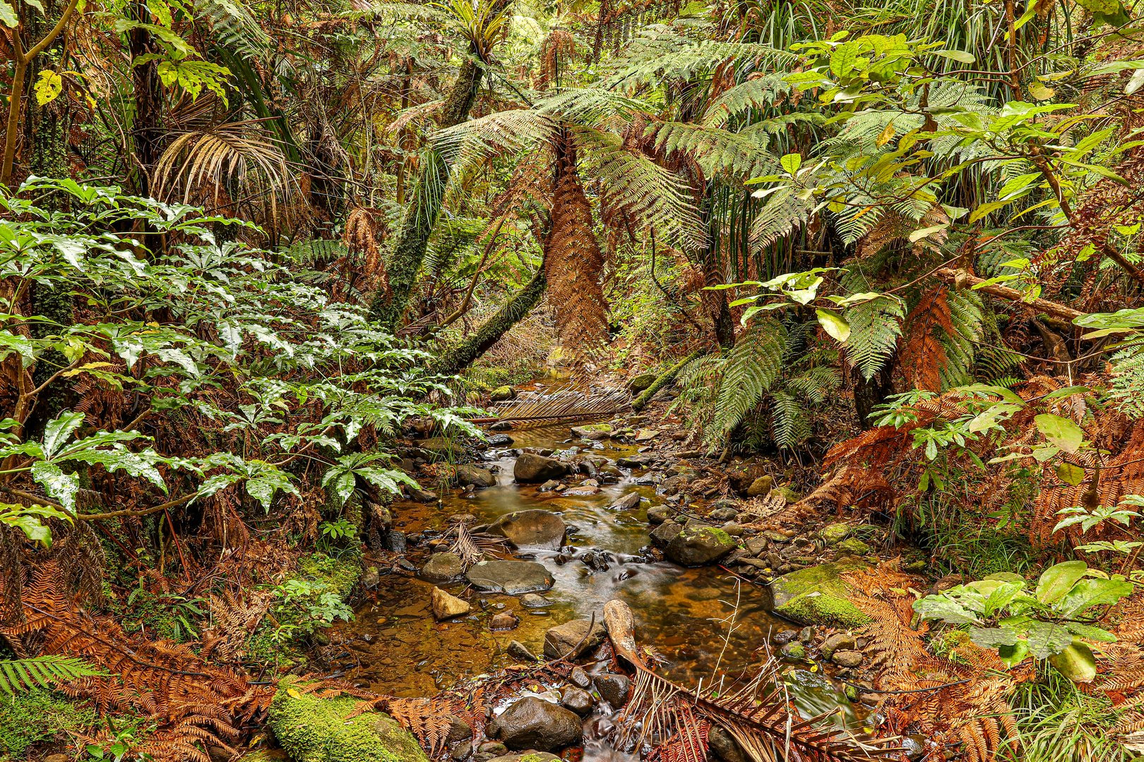 Coromandel Ferns