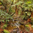 Coromandel Ferns