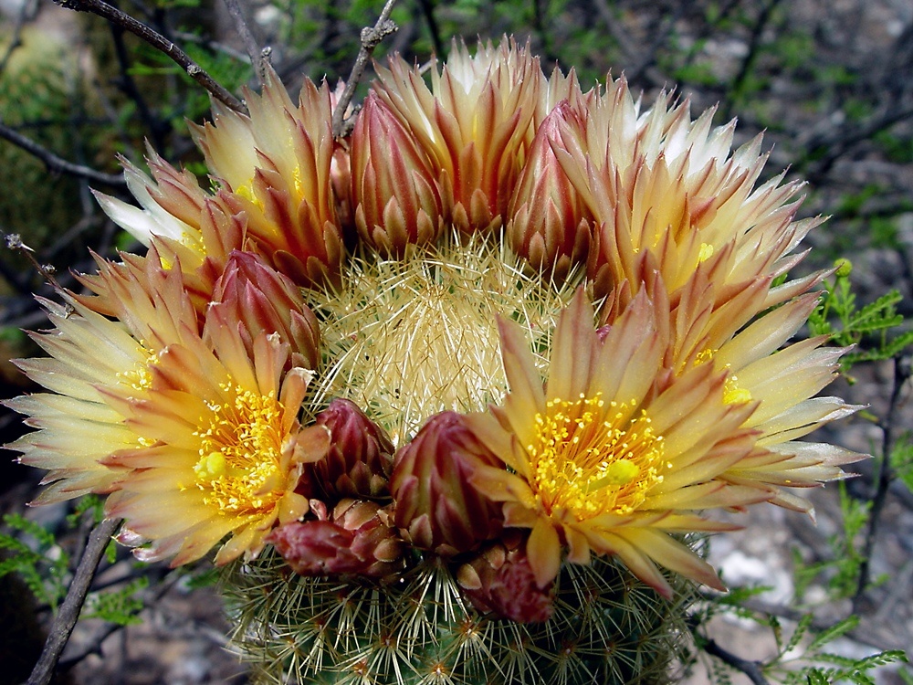 Corona Amarilla