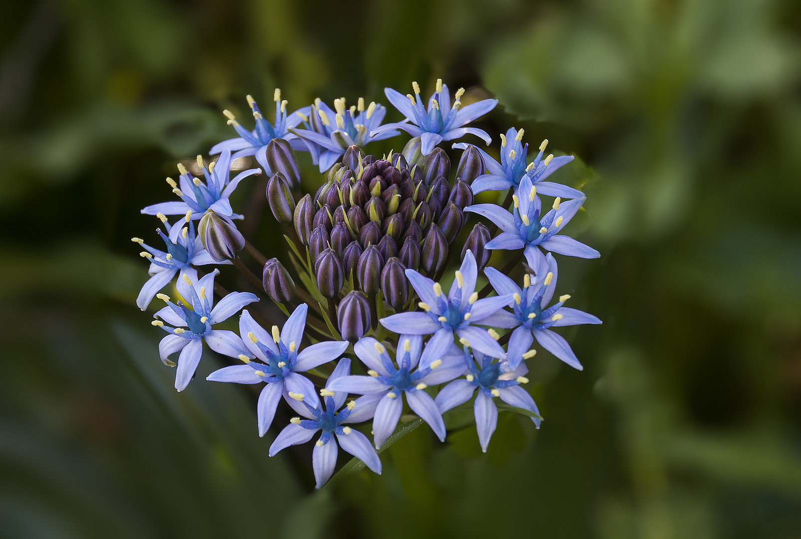 Corona azul