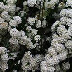 Corona de novia (Spiraea cantoniensis)