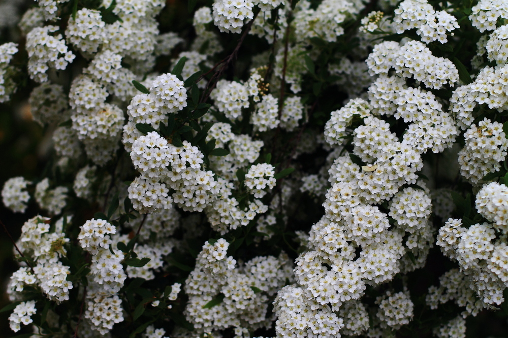 Corona de novia (Spiraea cantoniensis)